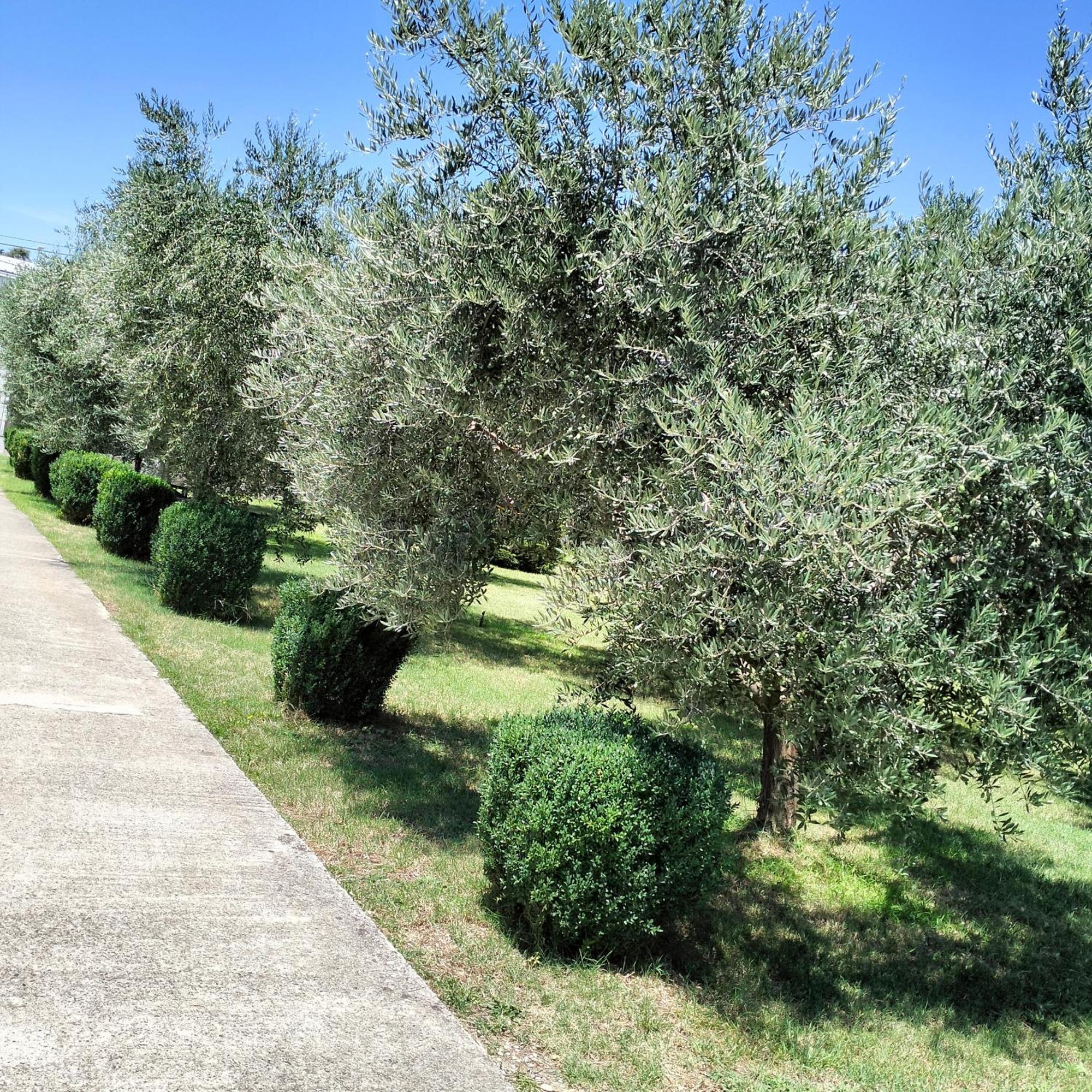 Olive Apartment Podgoriçe Dış mekan fotoğraf