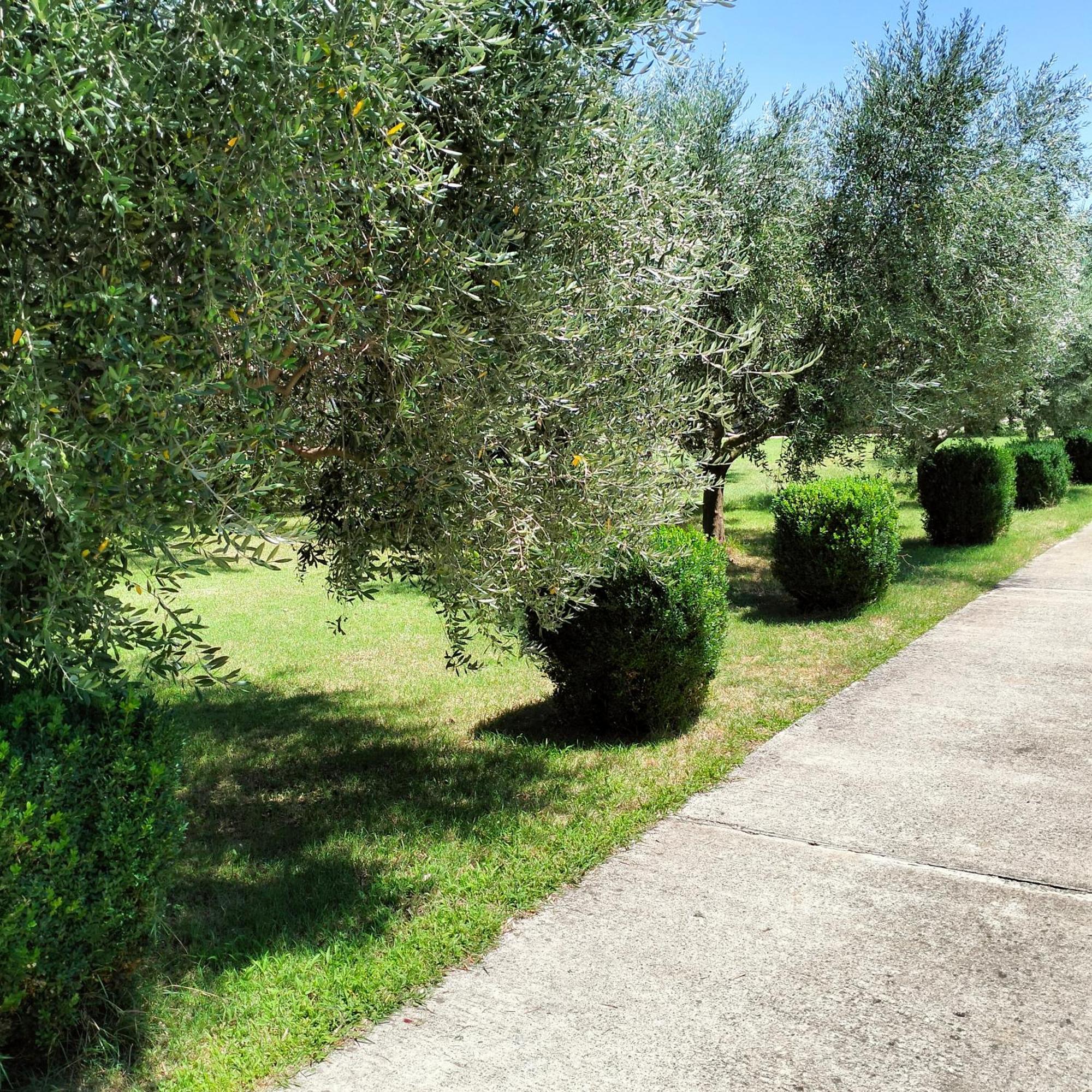 Olive Apartment Podgoriçe Dış mekan fotoğraf